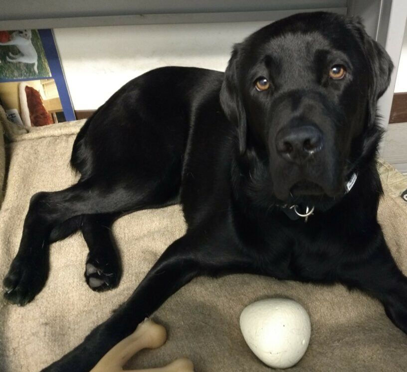 Galway laying on a dog bed in an office surrounded  by bones.