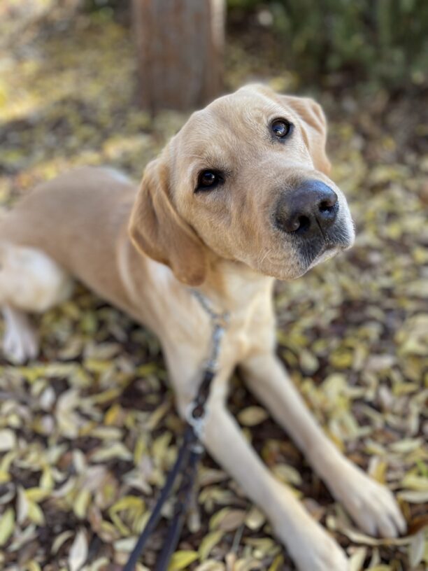 Holiday, a female yellow labrador/golden retriever cross, lays in the middle of a bunch of yellow fall leaves.