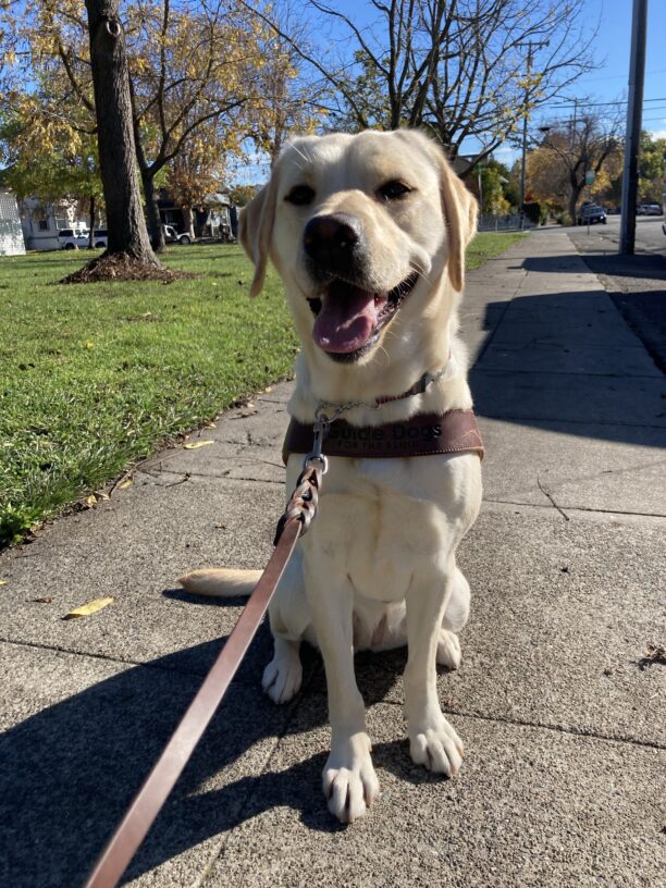 Jamaica is sitting and smiling at the camera in harness with green grass and fall trees in the background