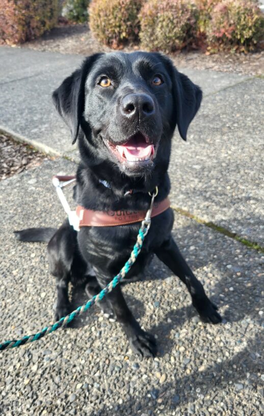 Jan sits along a cement path. She has her harness on and her mouth is open in a happy panting smile! Her brown eyes glow in the sunlight.