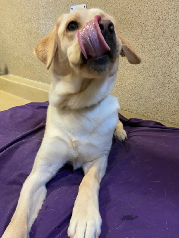 Judo lays on a purple dog bed in the center section of the kennel. He is licking his lips after receiving a treat!