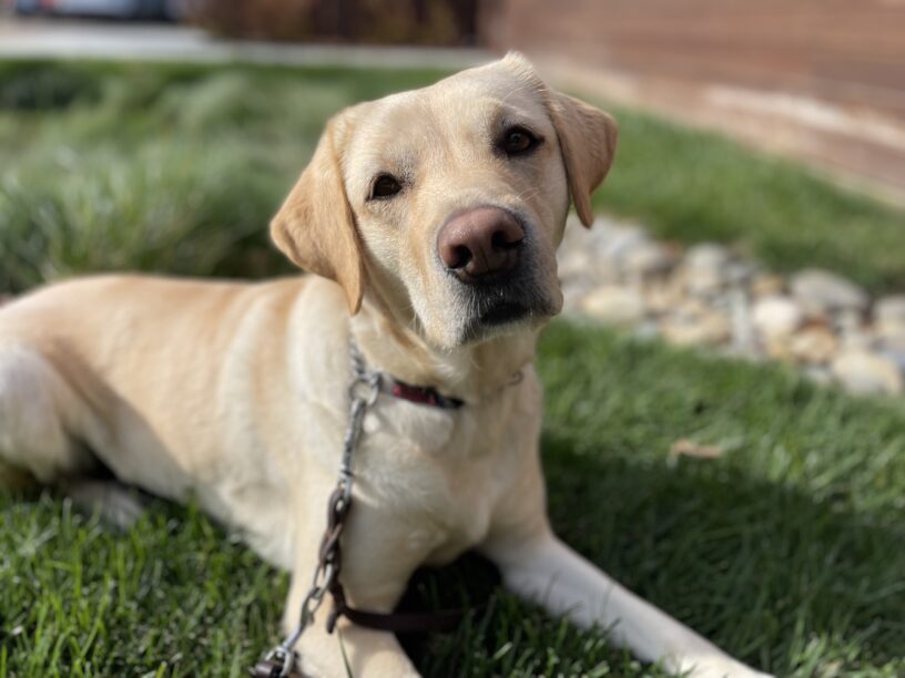 Lychee, a female yellow labrador, lays in the green grass with a creek bed of river rocks behind her.