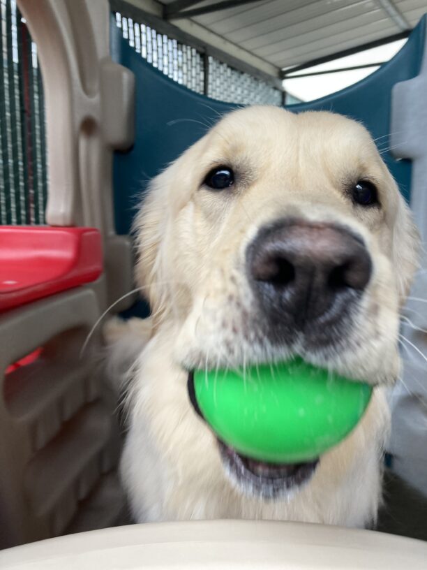 A close up shot of Manfred with a green ball in his mouth.  He is sitting in a play structure.  If this was video you would be able to hear him 'woo woo' with a ball in his mouth.