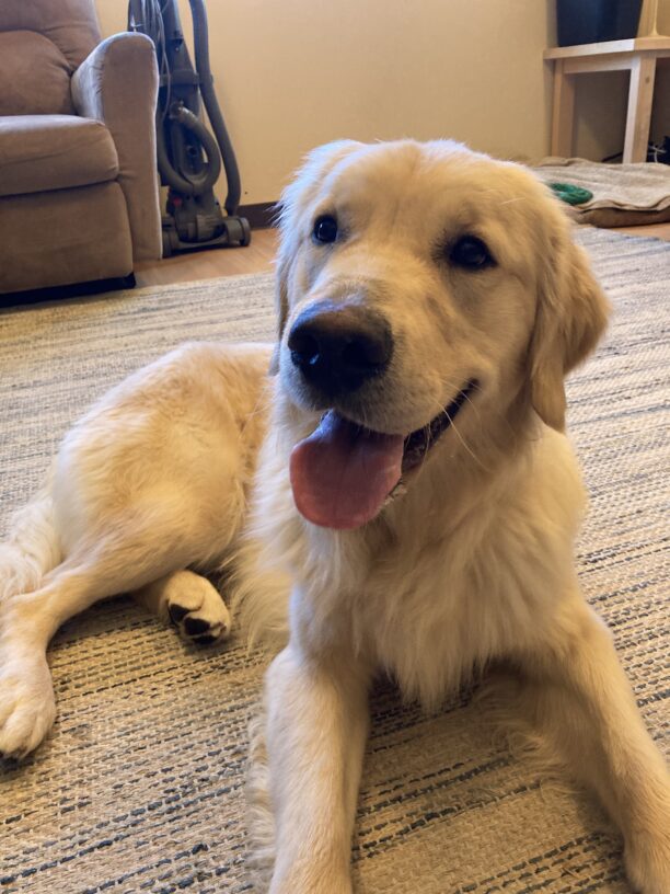 Manfred laying down in a carpeted space after a fun play session and a vigorous game of tug.  His mouth is open and is tongue partially out.