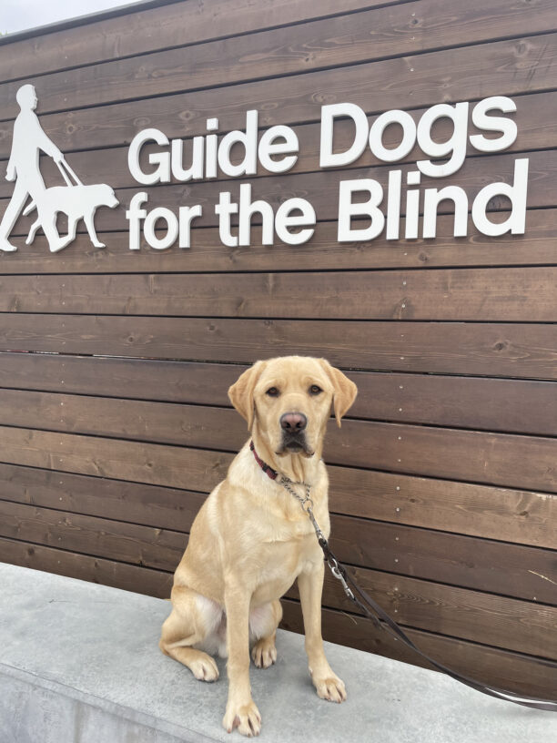 Picasso, a male yellow labrador, sits in front of a wall of wooden slats displaying the GDB logo.