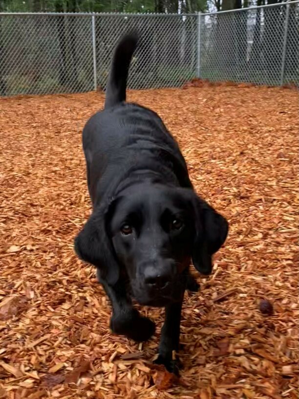 Freya runs towards the camera while playing in a free run area. Her tail is up and wagging and her ears are perked in an interested manner.
