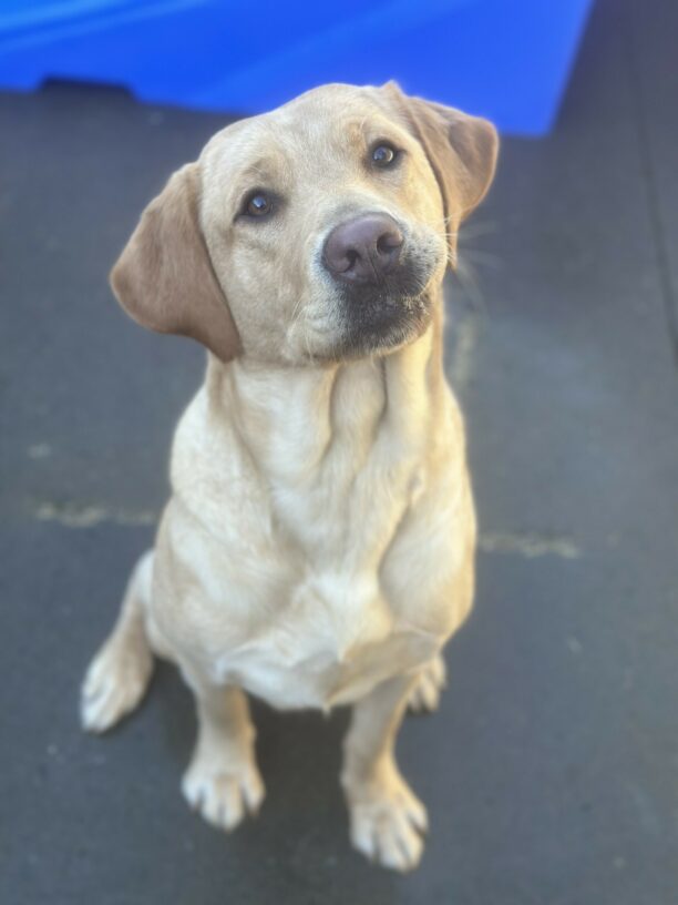 A portrait of female yellow Labrador Retriever, Gwendolyn, sitting and looking at the camera. Her head is tilted to her right and her left lip is caught on her tooth, giving her an adorable "puffed" lip. The ground beneath her is concrete and there is the corner of a blue play structure behind her.