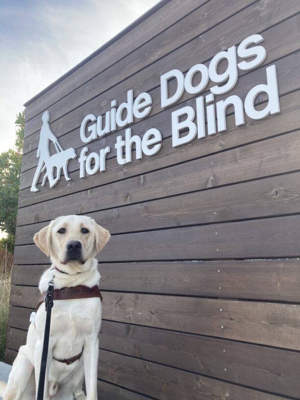 England, a male yellow Labrador retriever sits in harness on a concrete barrier in front of a wooden wall with the GDB logo.