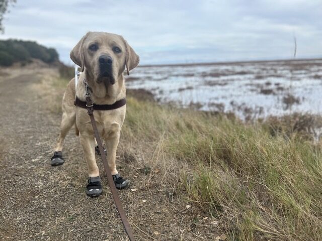 Valentino stands in harness on a dirt hiking path. He is wearing boots on all 4 paws. In the background is a marsh with tall, green grass.