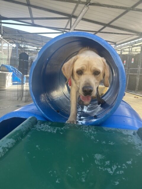 Valentino is running through a hollow, blue barrel onto a green play structure.