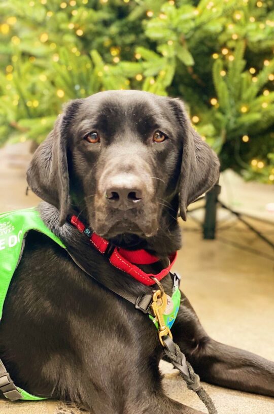 Black Lab Dax in his green harness laying in front of a Christmas tree