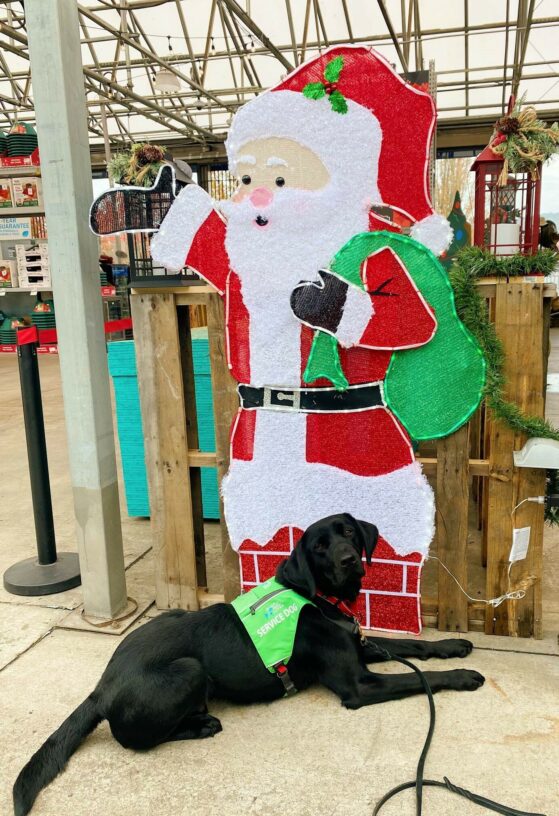 Black Lab Dax laying in front of a huge Santa Claus decoration