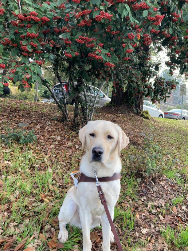 Edison a yellow lab sits on grass with fallen leaves in front of a holly tree sprinkled with red berries.