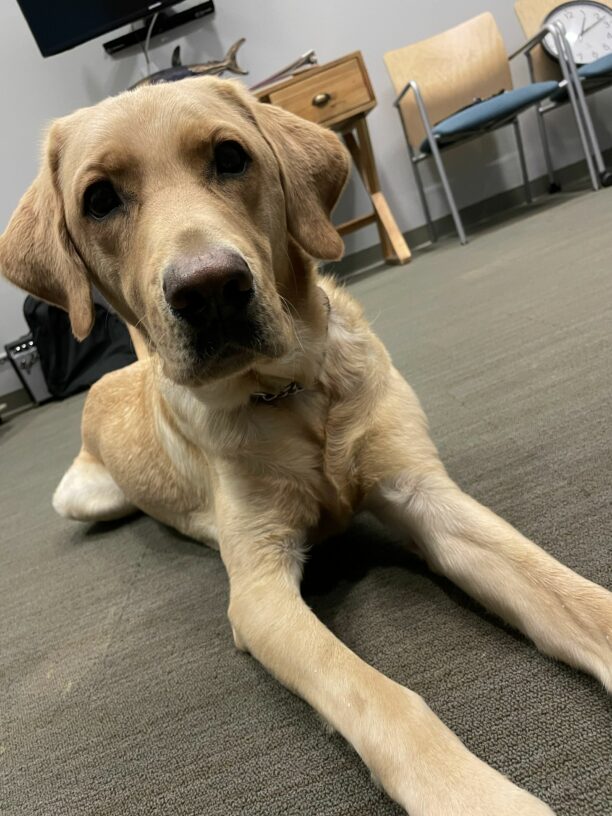 Kale, a male yellow labrador, lays on the carpet while spending some quality time in an office.