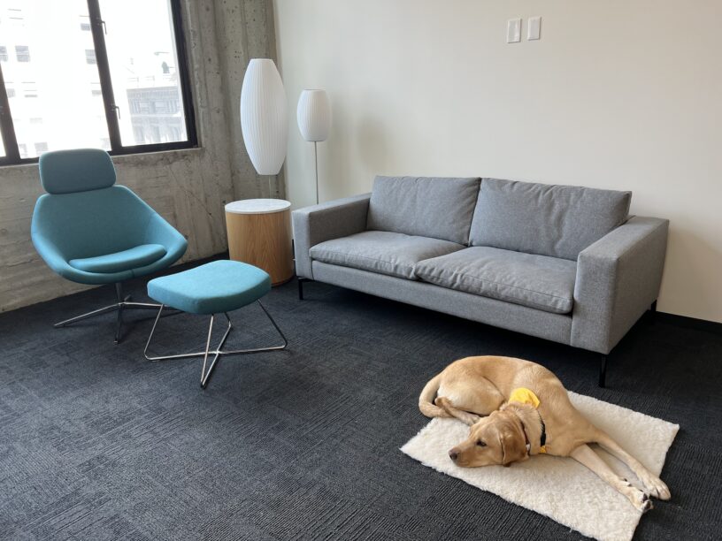 Klamath, a male yellow labrador, relaxes on a sheepskin rug at his foster home. There is a modern teal chair and footrest and a grey couch in the background.