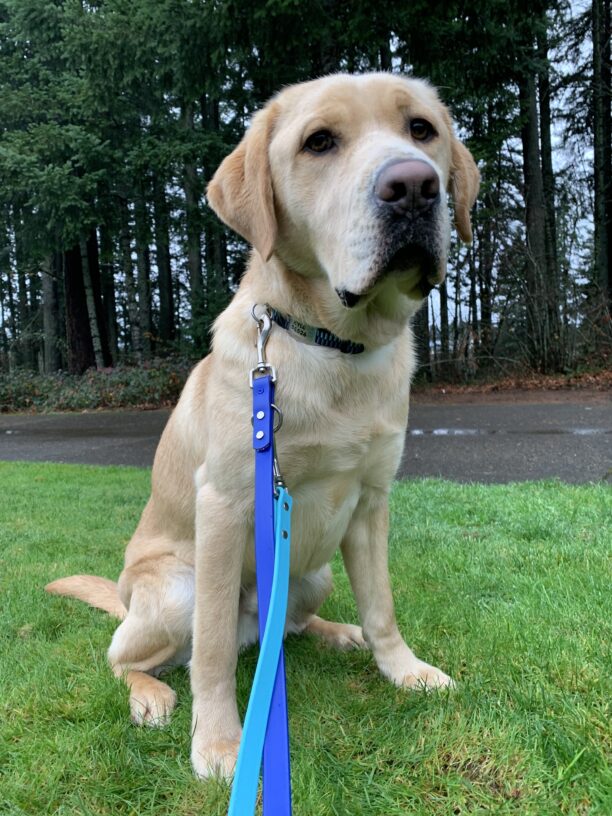Male yellow lab "Kyle" sits looking at the camera in a patch of green grass. The woods are visible behind him.