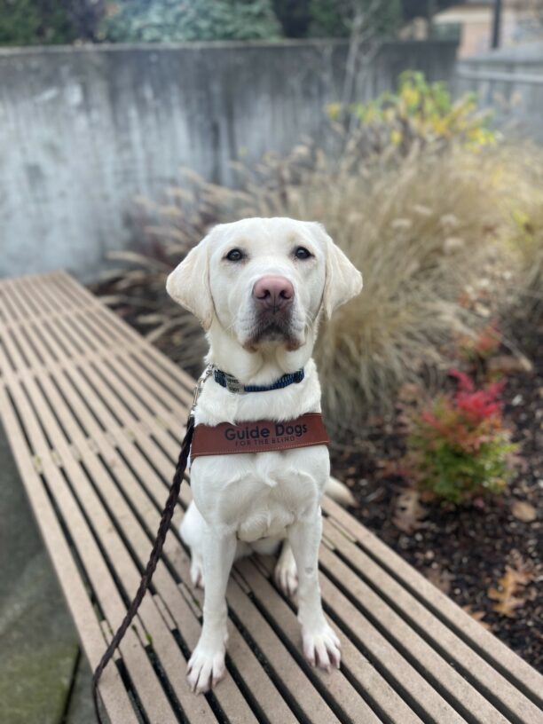 Lolo, a female yellow lab, sits in harness on a wooden bench. Behind her in a brown Pampas grass bush. She is looking at the camera.