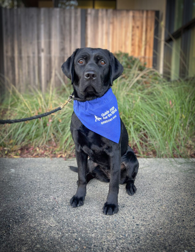Black Lab Nava sits on a sidewalk in front of a wooden fence and green plants. She is wearing her blue breeder scarf.