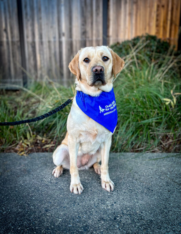 Yellow Lab Nikita sits on a sidewalk in front of a wooden fence and green plants. She is wearing her blue breeder scarf.