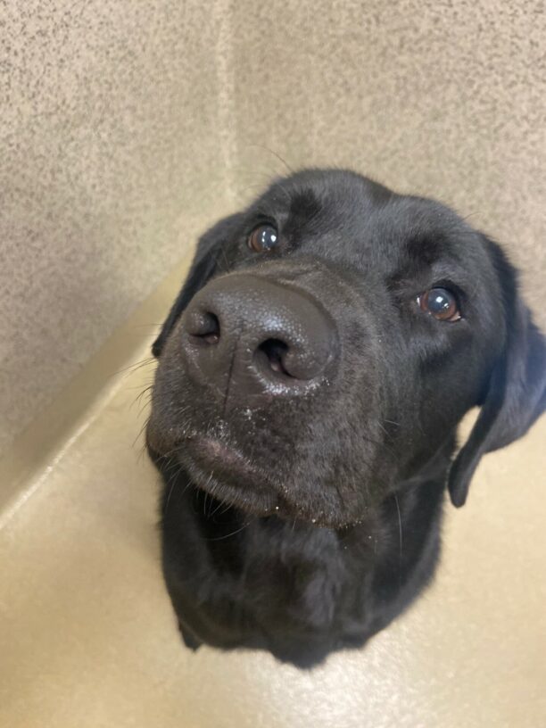 Photo is a close-up of Seger's face. It almost looks like Seger was attempting to take a 