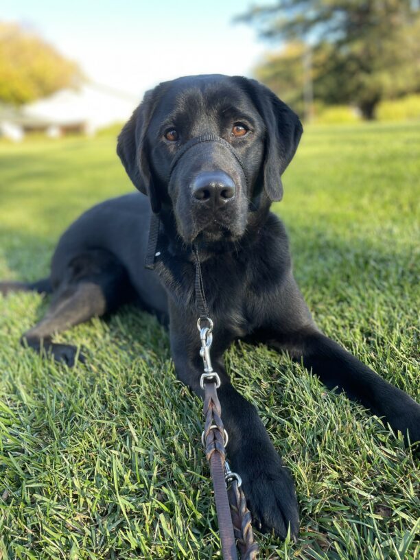 Sophie, a female black labrador, looks at the camera as she lays in the green grass with trees in the distance behind her.