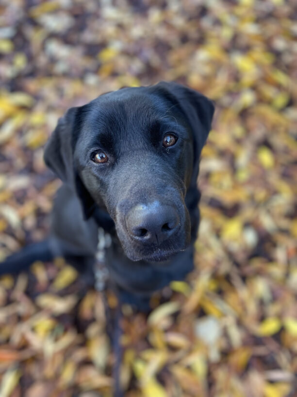 Sophie, a female black labrador, looks up at the camera directly above her. In the background, you can see yellow fall leaves on the ground around her.