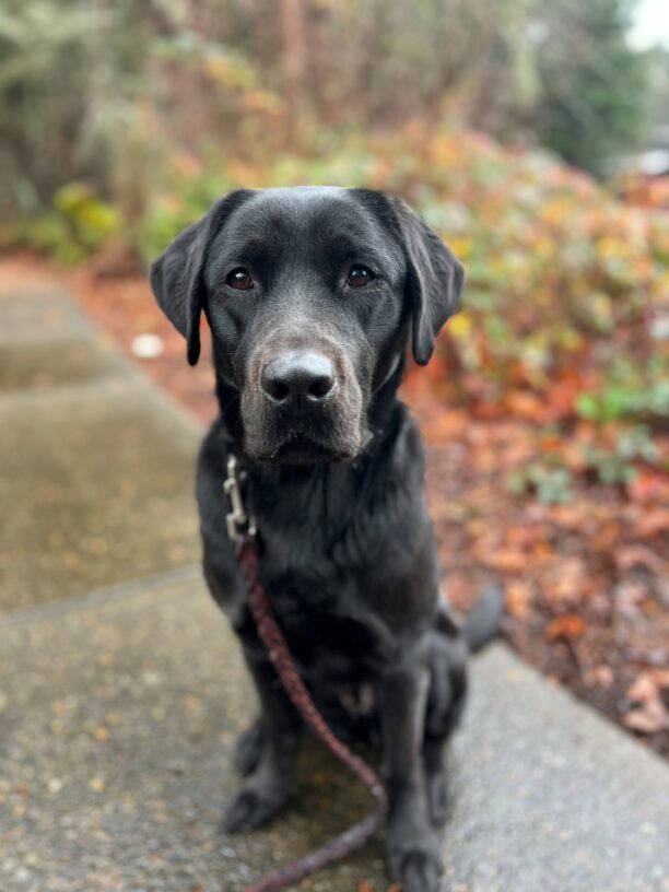 A portrait of Sparrow, a petite female black lab. Sparrow is sitting on the sidewalk looking towards the camera. Behind her are various fall colored plants. Sparrow is attached to a leather braided leash.
