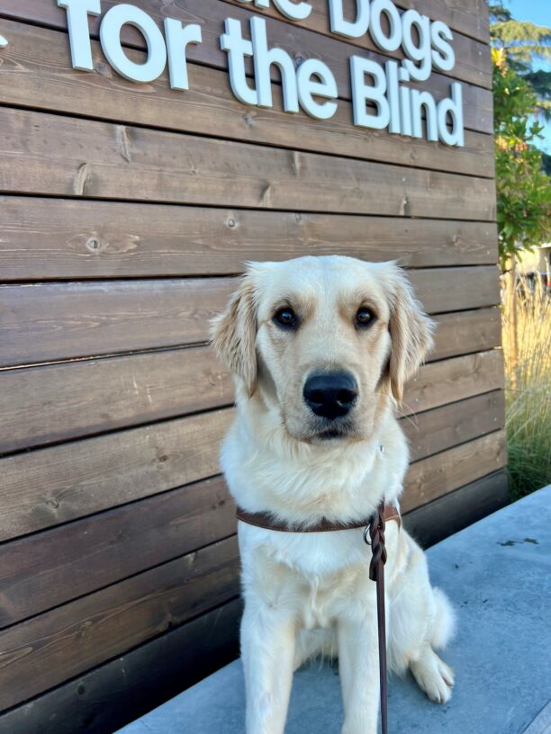 Stephi sits in harness on top of a cement wall with a Guide Dogs for the Blind sign in the background.