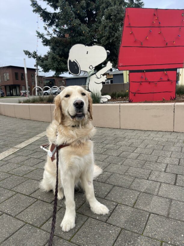 Supreme, a male coated Labrador/golden cross, sits in harness in front of a holiday Snoopy wooden display with a big tree covered in Christmas lights. He is looking at the camera with a smile on his face.