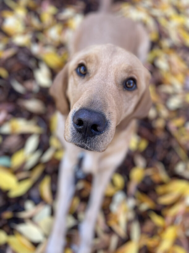 Warner, a male yellow lab/golden retriever cross, looks up at the camera directly above him.  In the background, you can see yellow fall leaves on the ground around him.