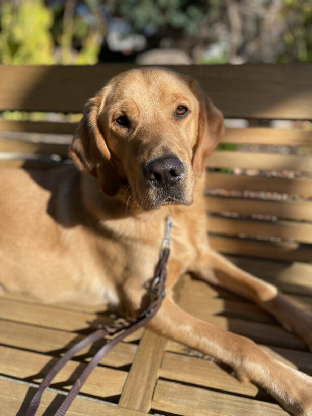Warner, a male yellow lab/golden retriever cross, basks in the sunshine while laying on a wooden bench.