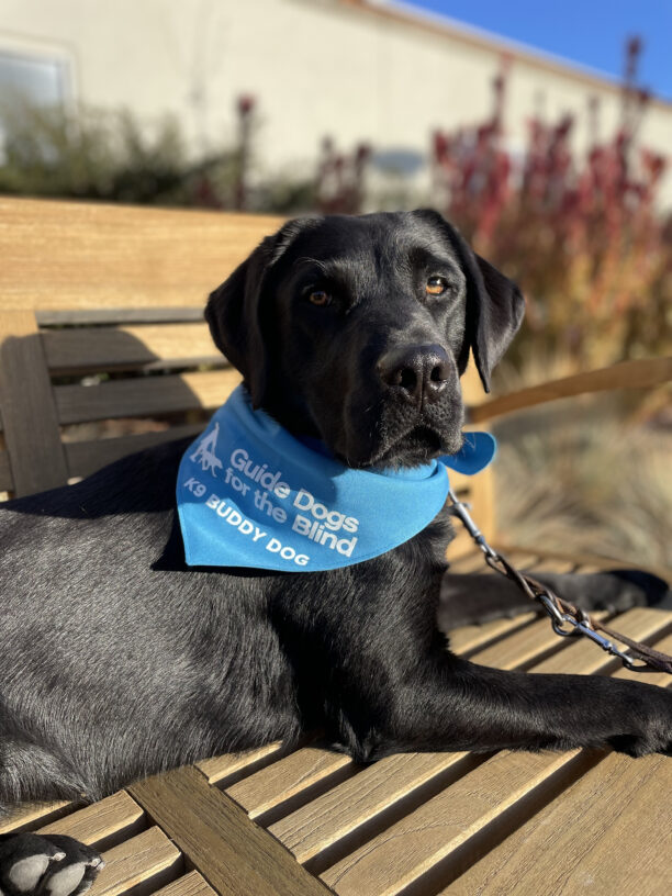Waverly, a female black labrador, proudly displays her blue K9 Buddy scarf as she lays on a wooden bench with autumn foliage in the background.