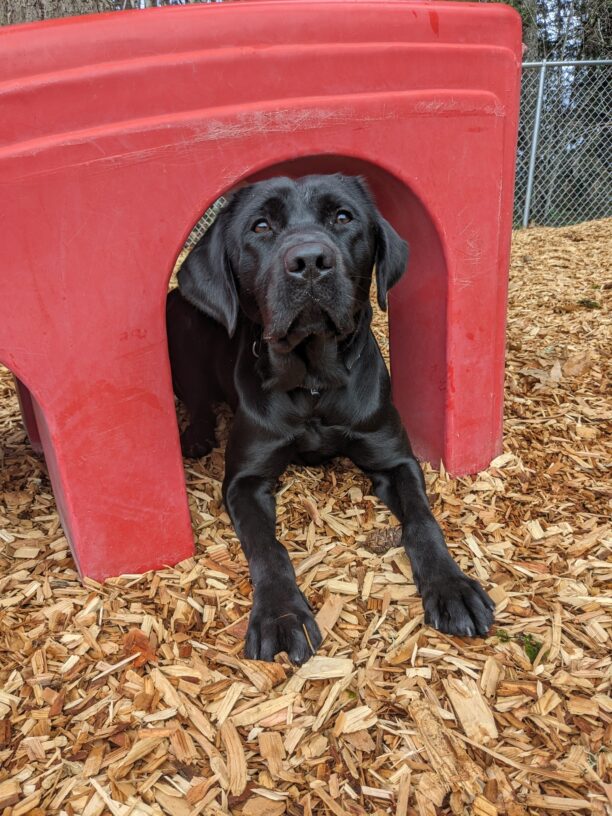 A shiny black lab is tucked under a red play structure with just her head, chest, and front paws visible. She is posing perfectly for the photo, looking right at the camera.