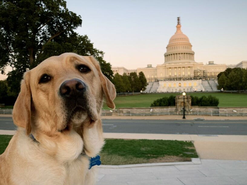 Yellow Lab Jackson is facing the camera with the Capitol building in Washington D.C. behind him.