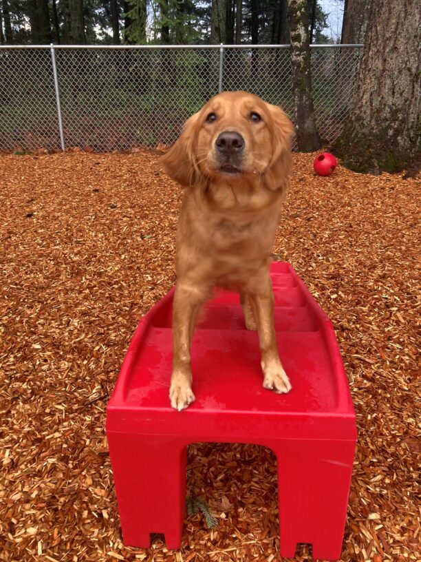 Winsome stands, poised to jump, on a red play structure staircase in a play yard. The ground is covered in wood bark and there are trees and a fence behind her.