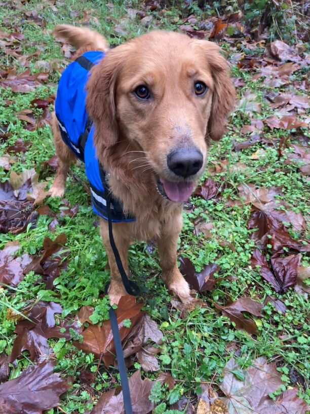 Winsome wears a blue rain jacket while out on a walk. She is standing with green plants and fall leaves all around her. She stares adorable into the camera.