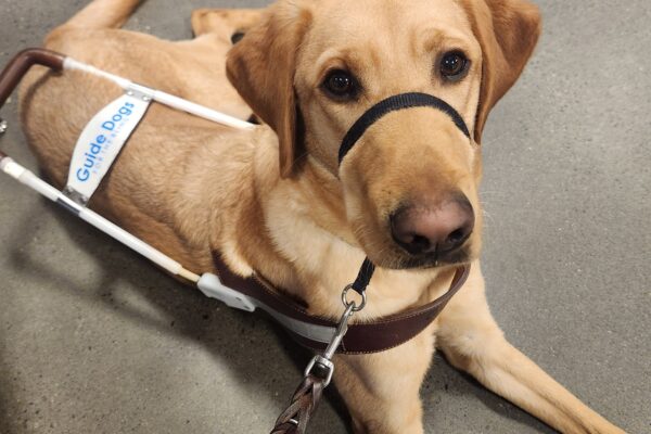 Fabio lies down, in harness, on a concrete floor inside a bookstore. He is wearing a black head collar and looking into camera with a calm expression on his face.