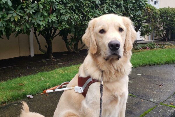 Wimbledon is sitting in harness at the Gresham Lounge. He's looking at the camera.