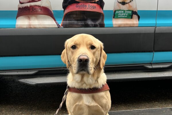 Yellow male lab golden cross Renoir poses in his harness in front of a Guide Dog van. An image of three GDB dogs in different phases of life are seen behind him.