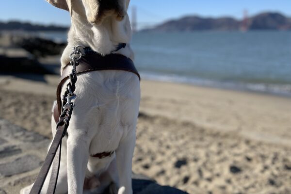 Photo is of Virgil sitting in harness on a short rock retaining wall with a sandy beach, the bay, and the Golden Gate Bridge in the distance behind him.