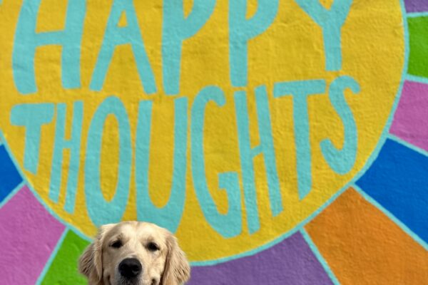 Piper, a yellow coated Labrador Golden Retriever cross, is sitting in front of a colorful mural while wearing his harness. The mural color is yellow, orange, purple, blue, green and pink. In the center of the mural are the words “Think Happy Thoughts”.