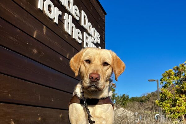 Fate, a yellow Labrador Retriever, is sitting on a cement wall while wearing her harness. Behind her is the Guide Dogs for the Blind logo that is on a wood backdrop.