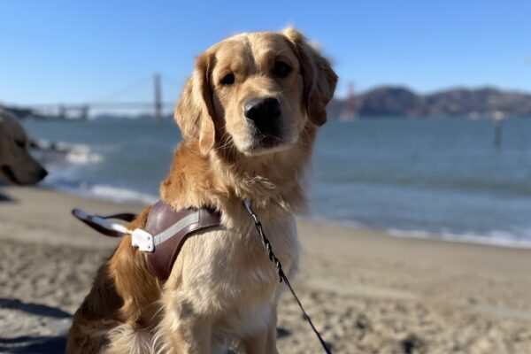 Photo is of coated golden cross Donut sitting in harness on a short rock retaining wall with a sandy beach, the bay, and the Golden Gate Bridge behind him.