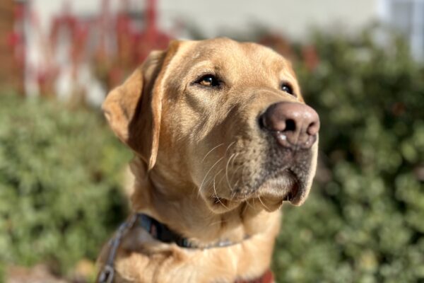 Devo sits in harness looking off in the distance. Behind him are green bushes.