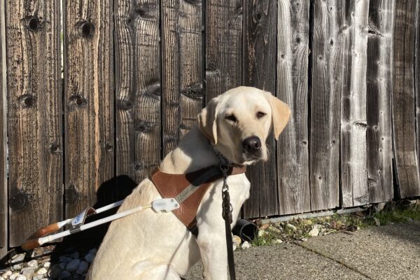 England sits in harness in front of a wooden fence in a residential neighborhood.