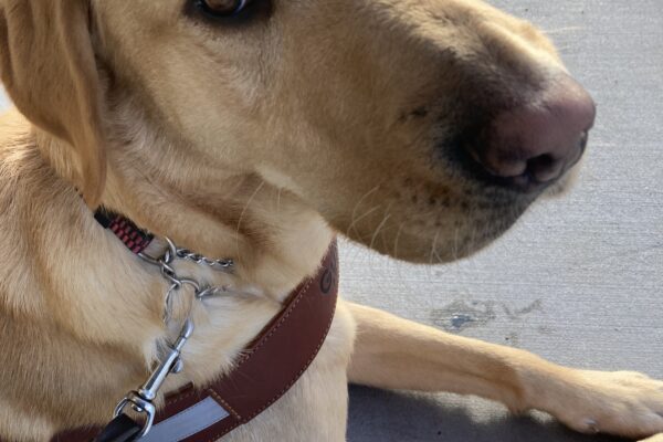 Leonardo is laying down in harness with his cute profile toward the camera.