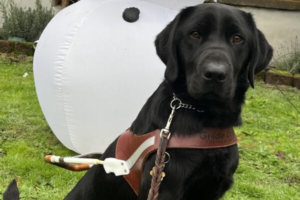 Wyatt (PD: a black Labrador male) is sitting in front of an inflatable snow man who is holding a sign that says “Brrr”.