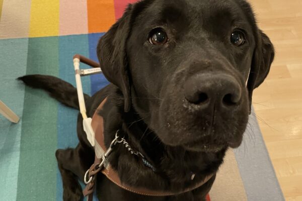 Delray sits in a living room display in an IKEA store. She is wearing a guide dog harness and sitting on a brightly colored rug while looking up at the camera.