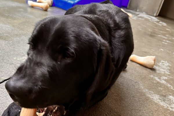 Augie is laying down in community run chewing a nylabone. His mouth is open mid chomp and a play structure is in the background.