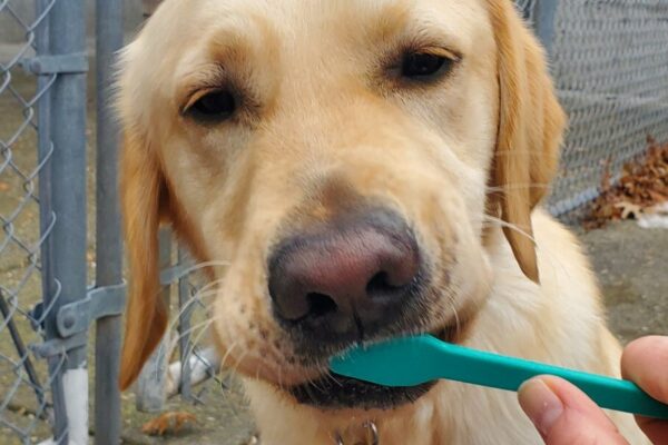 Canyon sits in front of the camera calmly concentrating on brushing his teeth with a teal toothbrush. He is sitting on a cream-colored fleece.